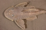 Pseudancistrus depressus FMNH 116977 head dorsal